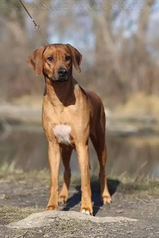 Coco 15
