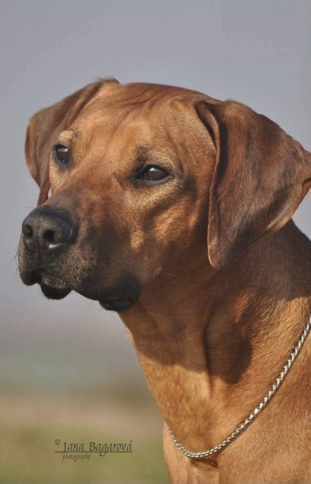 Nasta 2