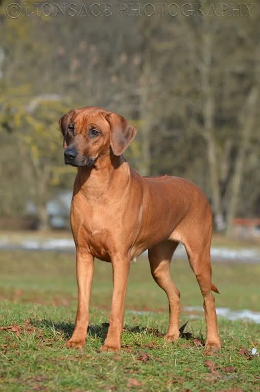 E'Zena 2