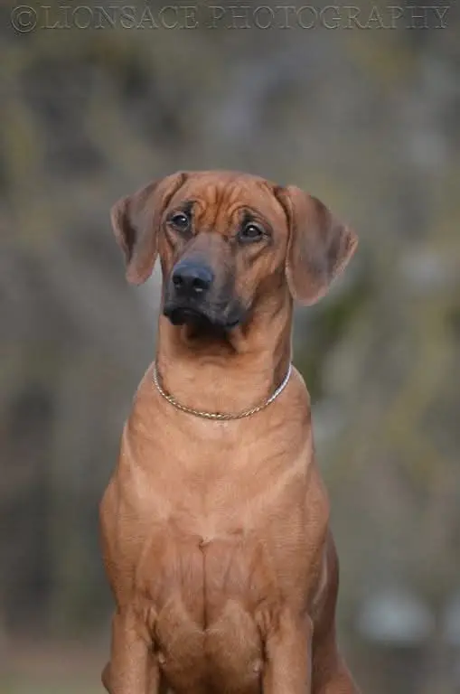 E'Zena 3