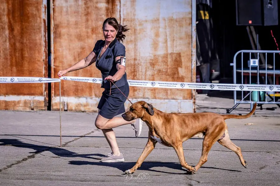 Rhodéský ridgeback Arte Cassari na kruhu, Slavonia Dog Shows 2026