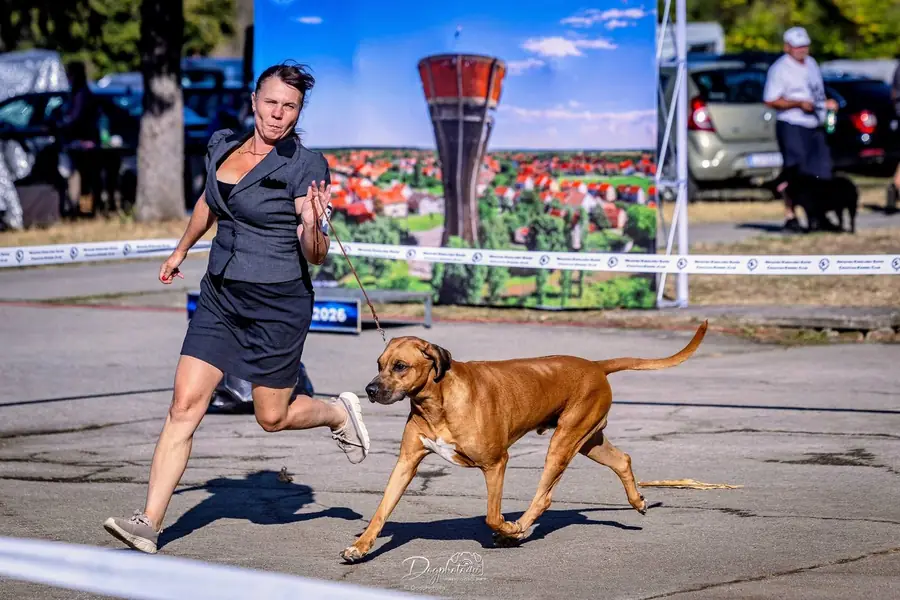Rhodéský ridgeback Arte Cassari v postoji na výstave Slavonia Dog Shows 2026