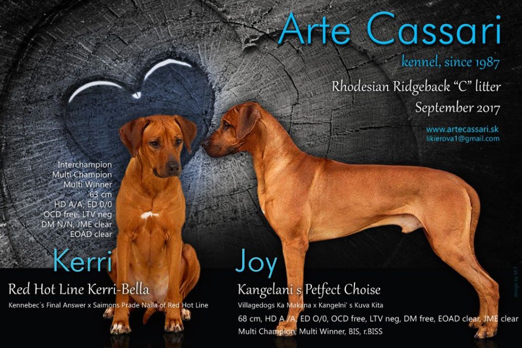 Vrh C – Arte Cassari