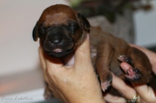 Vrh C – fotogaléria 16