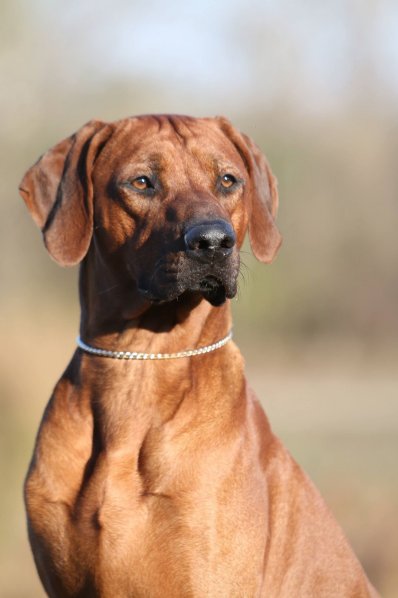 Kangelani's Sadiki by Red