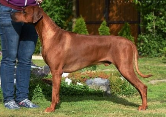 Maanhaar Primo Creatus Fateful Benjamin
