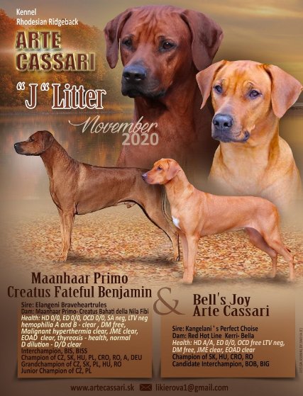 Vrh J – Arte Cassari