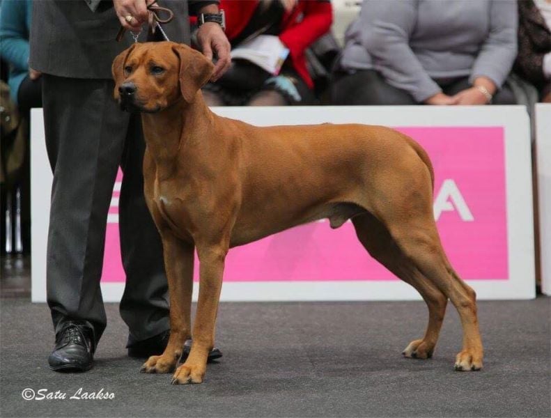 Jitu Ayaba