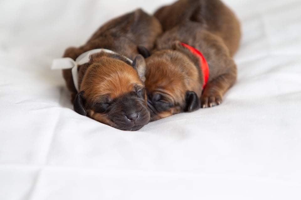 Litter L – photo gallery 1