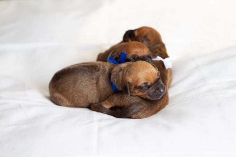 Litter L – photo gallery 2