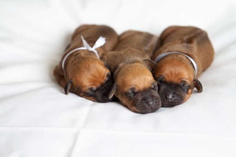 Litter L – photo gallery 4
