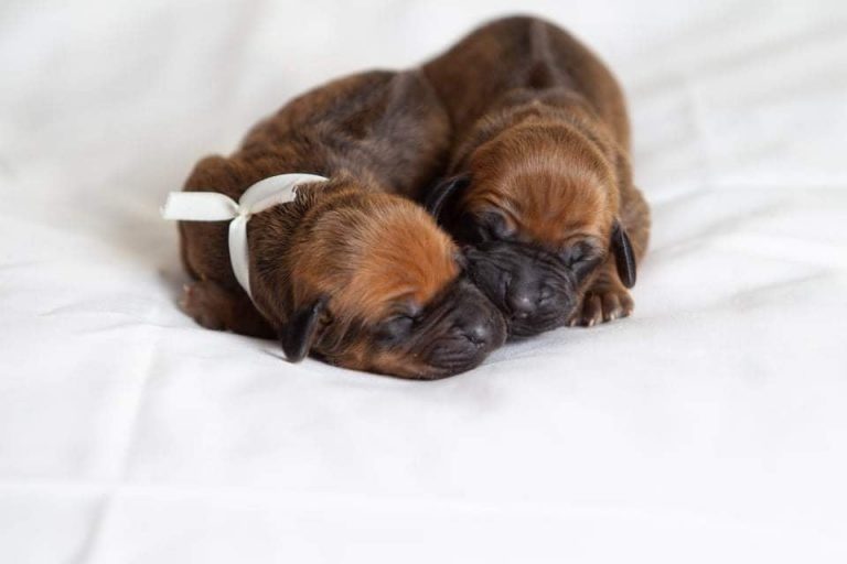 Litter L – photo gallery 5