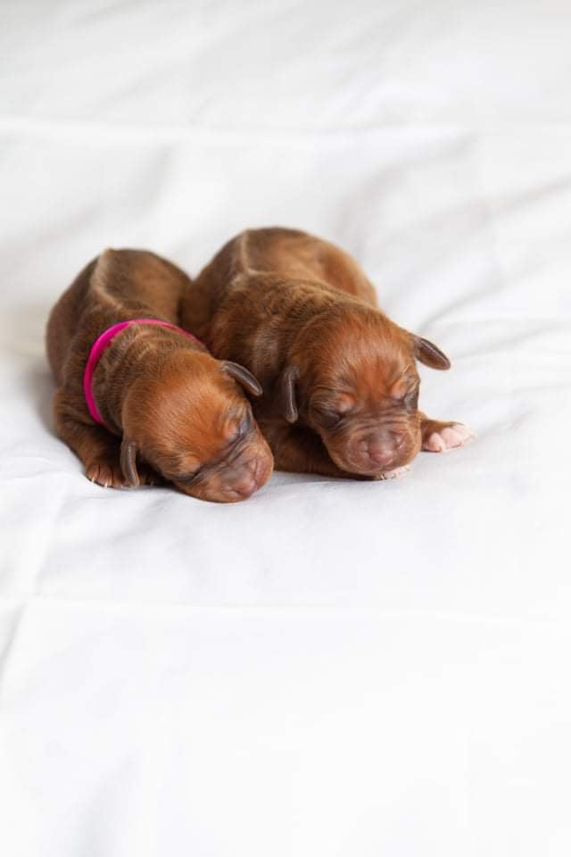 Litter L – photo gallery 6